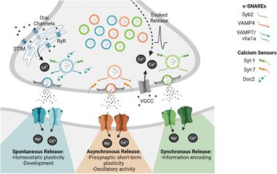 Nano-Organization at the Synapse: Segregation of Distinct Forms of Neurotransmission